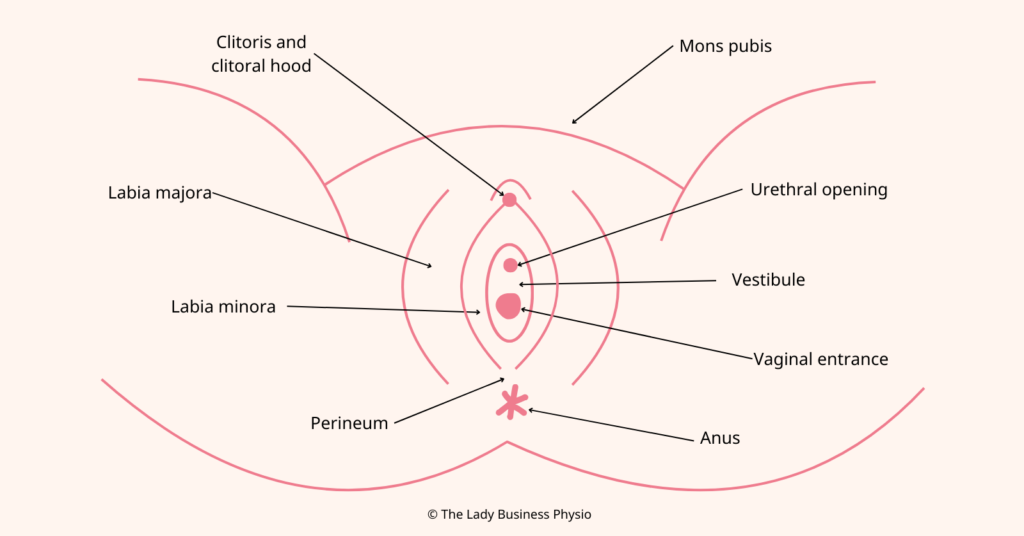 Diagram of the vulva including the mons pubis, labia majora, labia minora, clitoris, perineum, vestibule, urethra, vagina and anus.