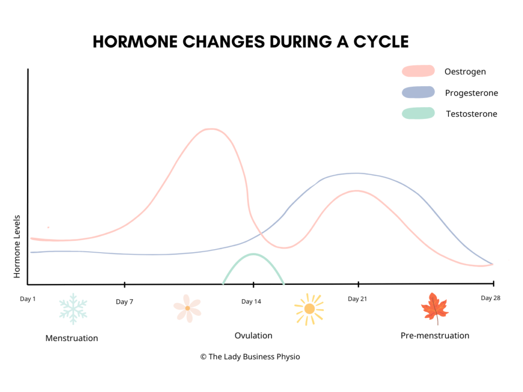 Graph demonstrating the hormonal changes that occur during the menstrual cycle.