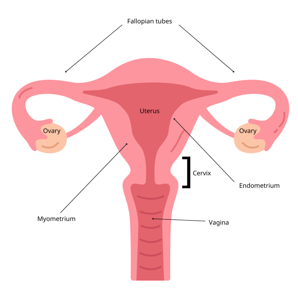 Diagram of the female reproductive system including the uterus, cervix, vagina, fallopian tubes and ovaries.