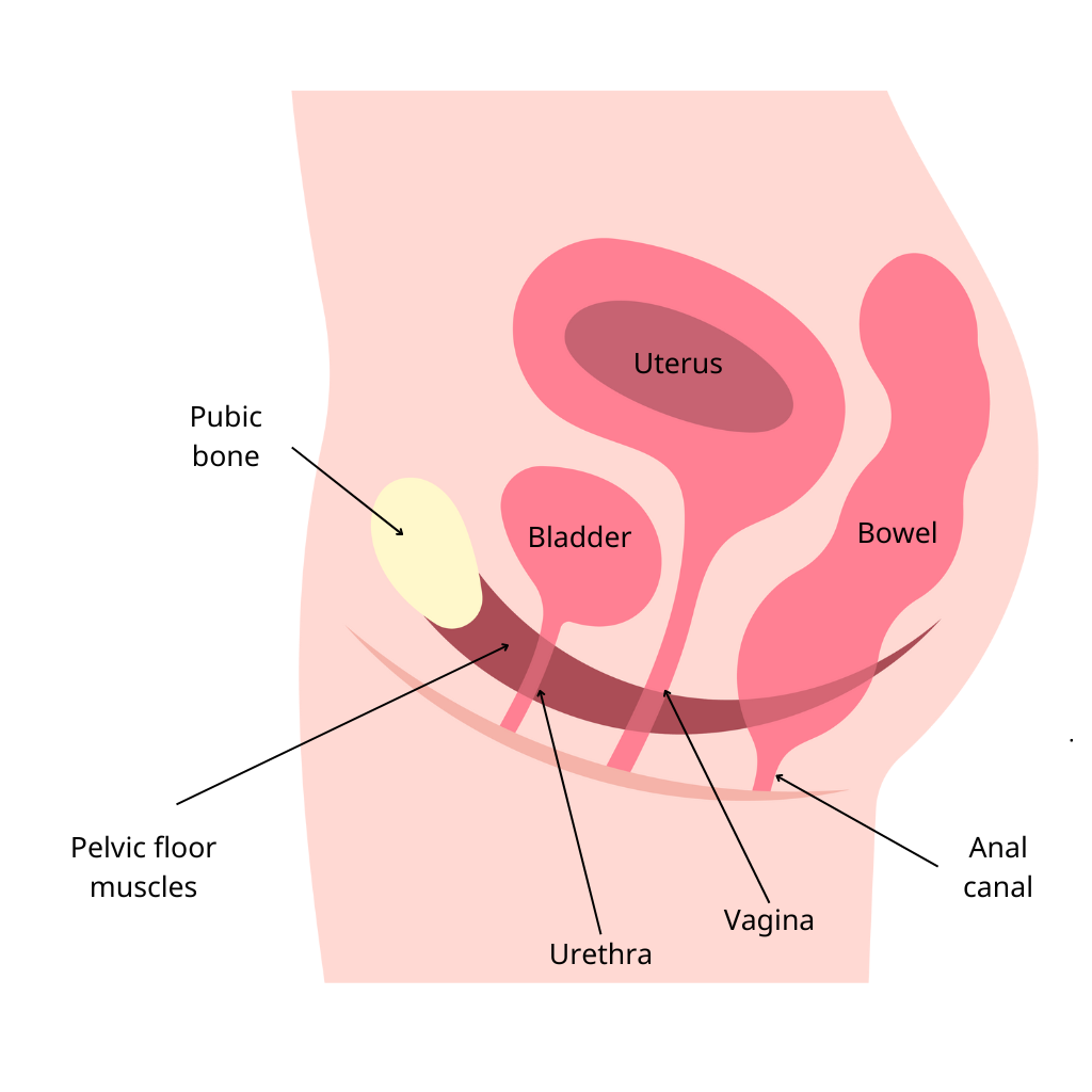 Diagram of the female pelvis showing the pelvic floor muscles, pubic bone, bladder, uterus, bowel, urethra, vagina and anal canal.