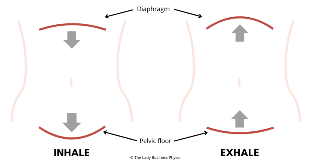 Diagram of the link between the diaphragm and the pelvic floor. On the inhale, the diaphragm and pelvic floor move down. On the exhale, the diaphragm and pelvic floor lift back up.